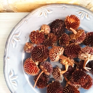 Echinacea szárítva