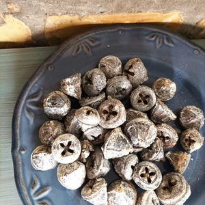 Eukalyptus, fehérre festve