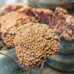 Rózsaszínü Cickafark